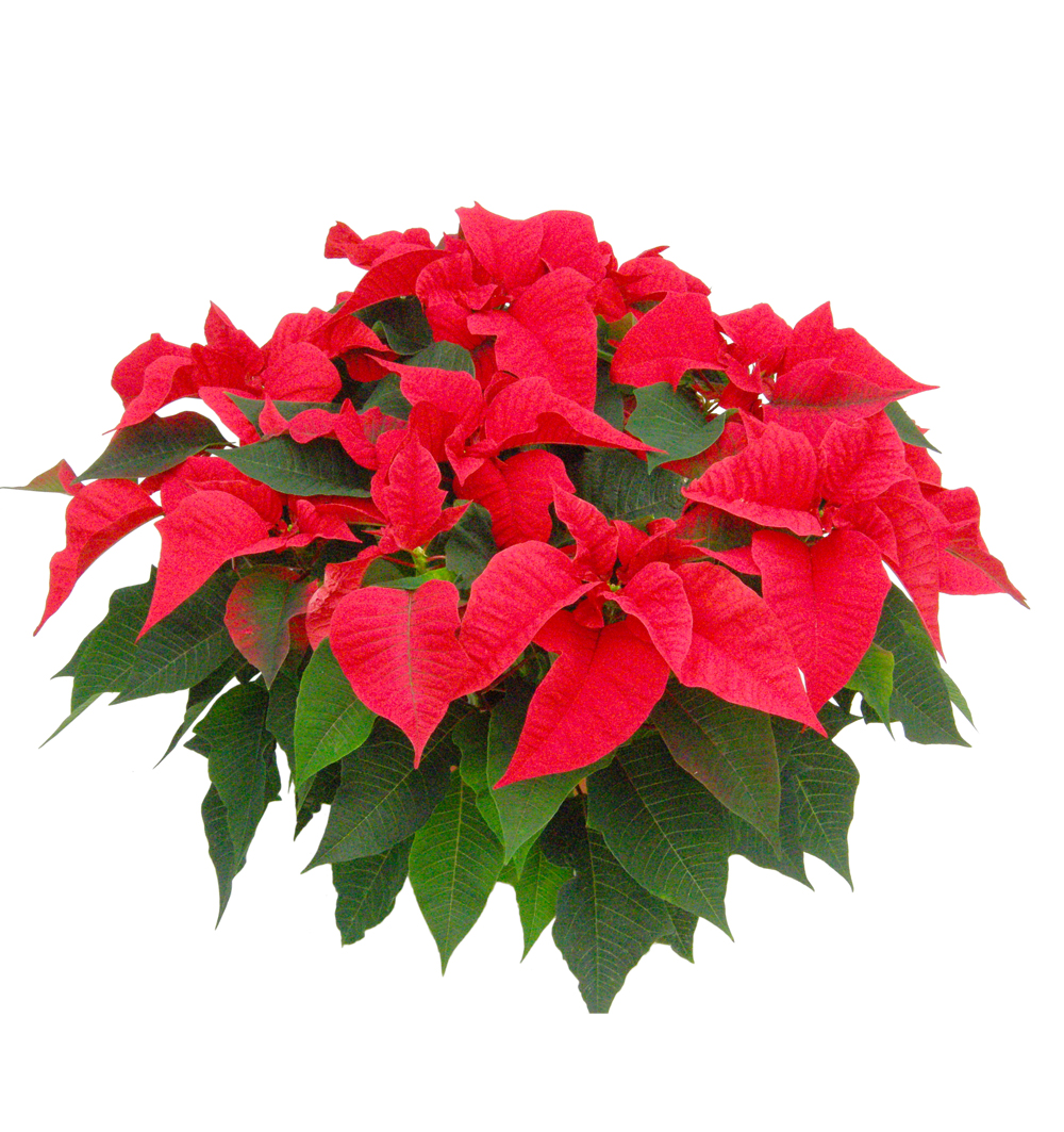 Poinsettia dekorační k17