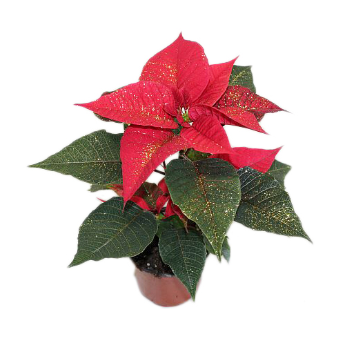 Poinsettia jednovýh. k11 + glitter