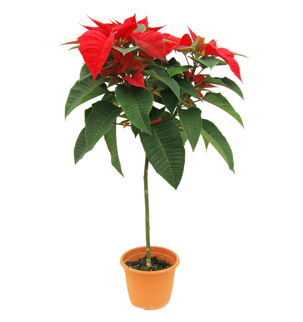 Poinsettia stromek k19