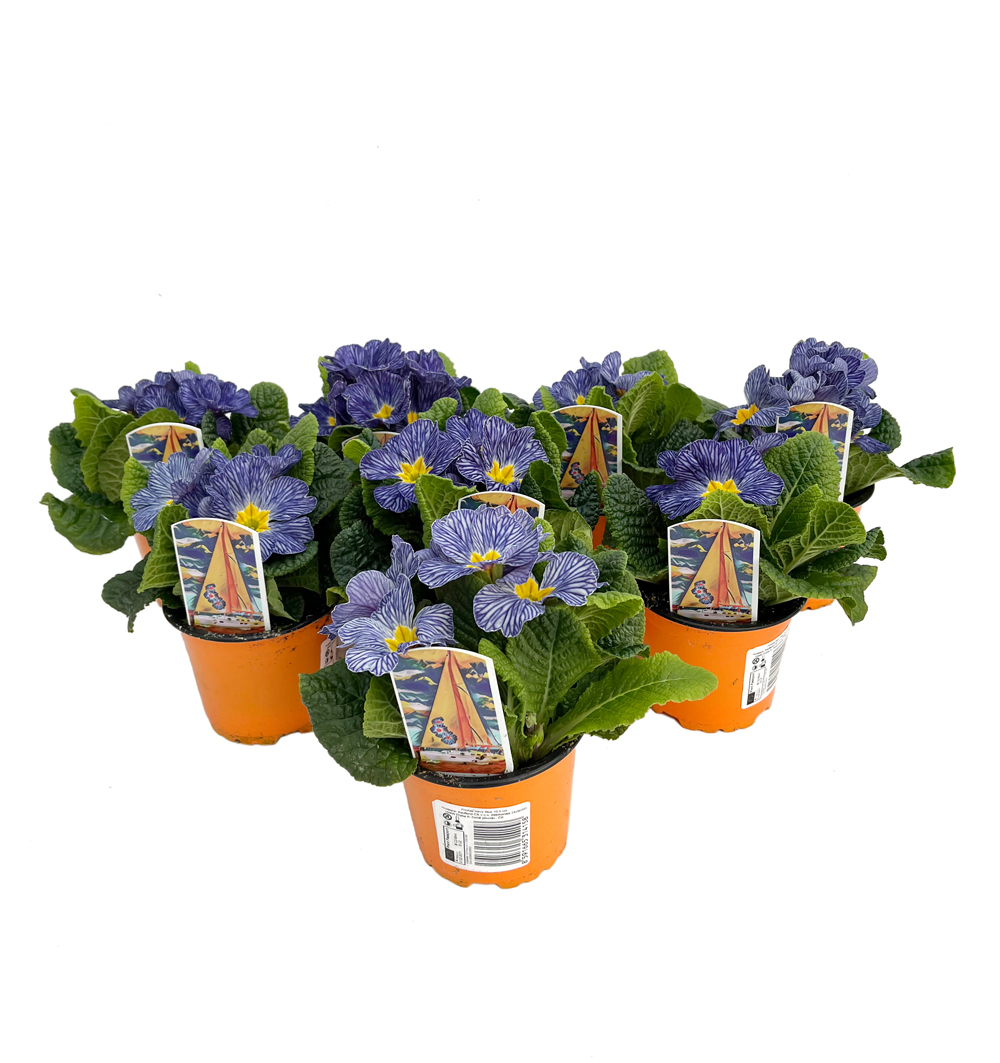 Primula Zebra Blue F1 k10,5