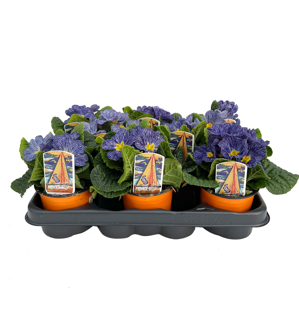 Primula Zebra Blue F1 k10,5