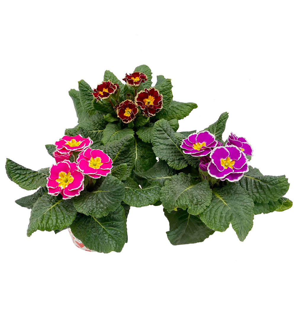 Primula Sweetie k9 + cup