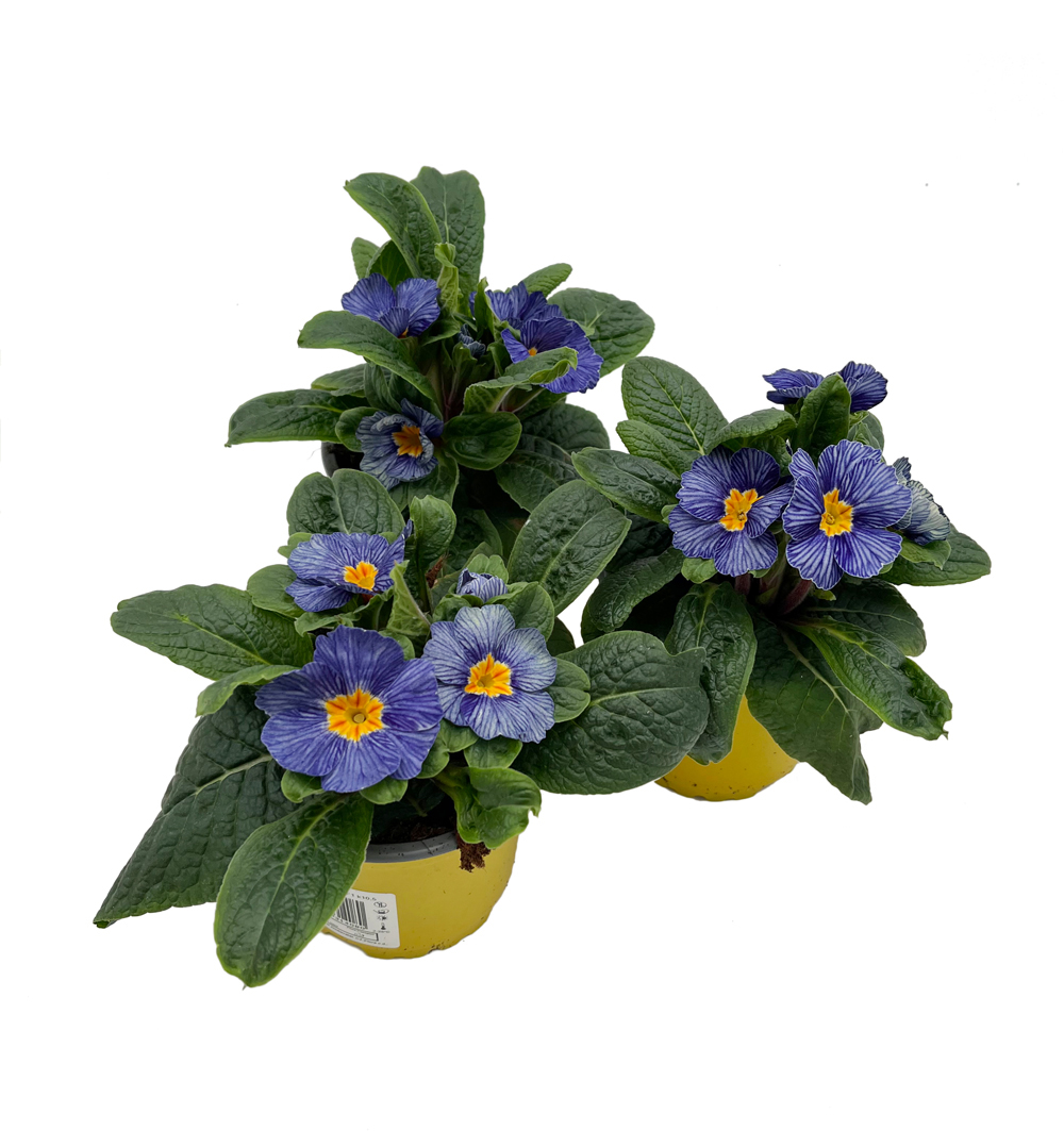 Primula Navy Blue k10,5