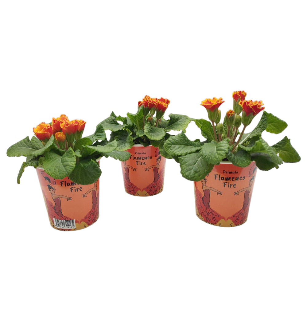 Primula Flamenco Fire k9 + cup