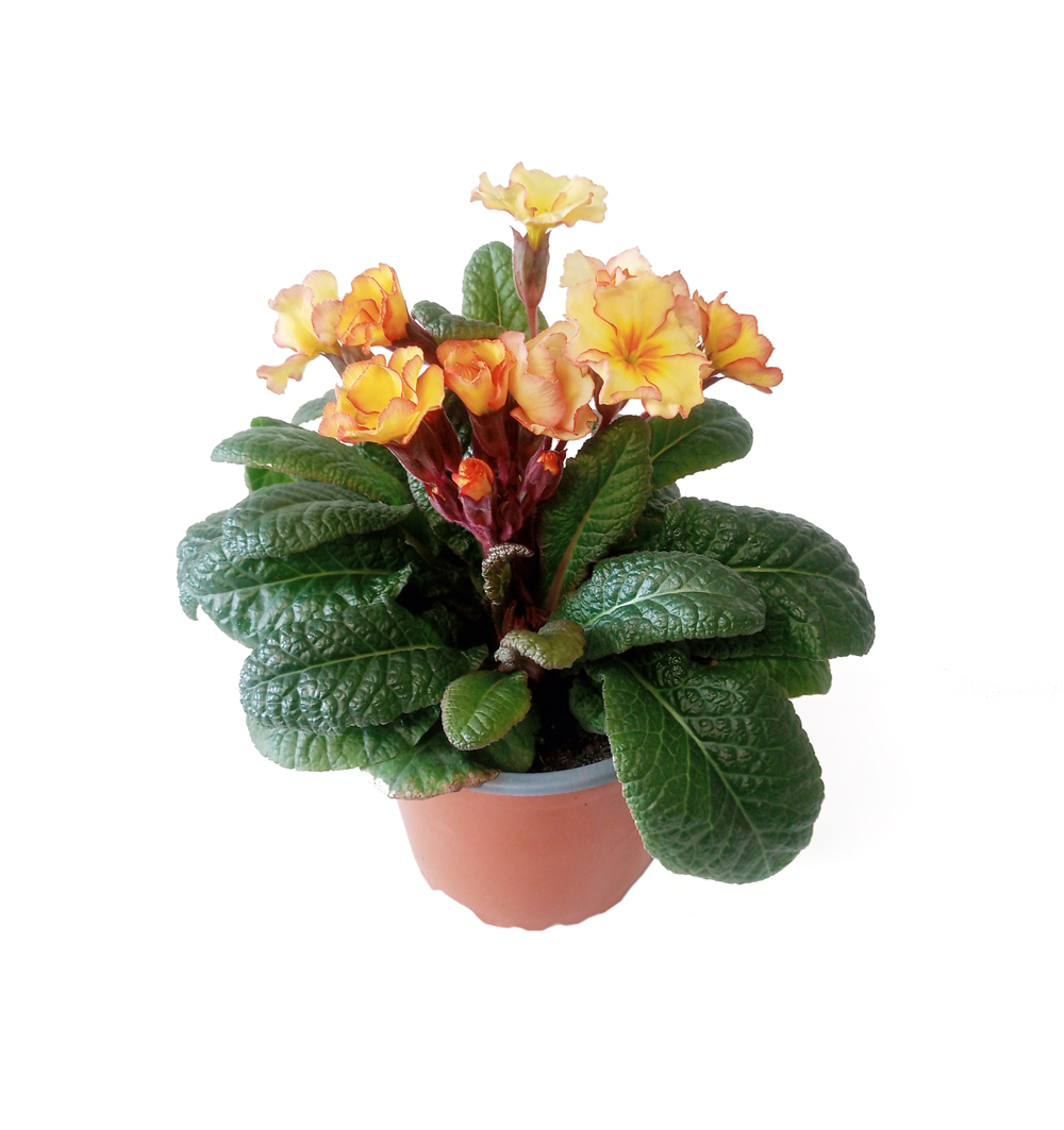 Primula GoldNugget - trvalka k10,5