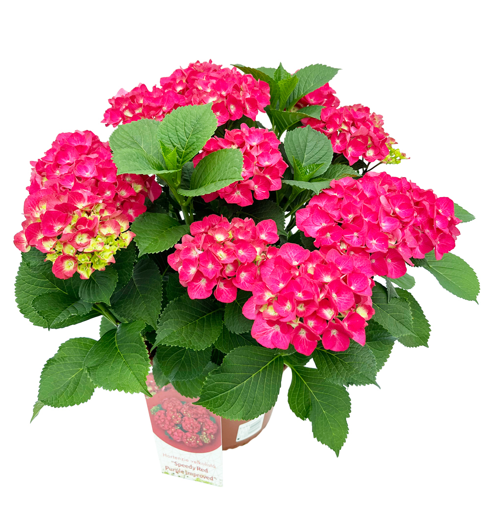 Hydrangea macroph. 4l