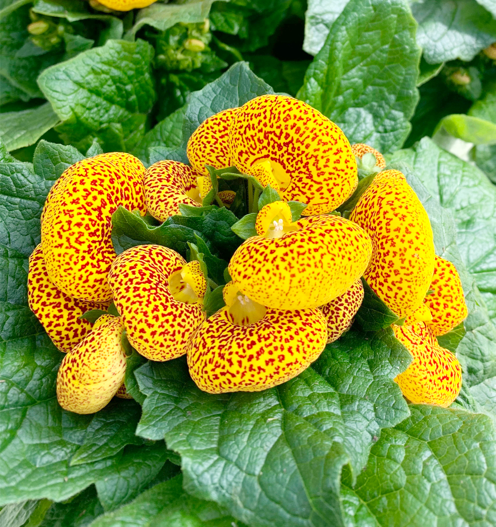 Calceolaria k10