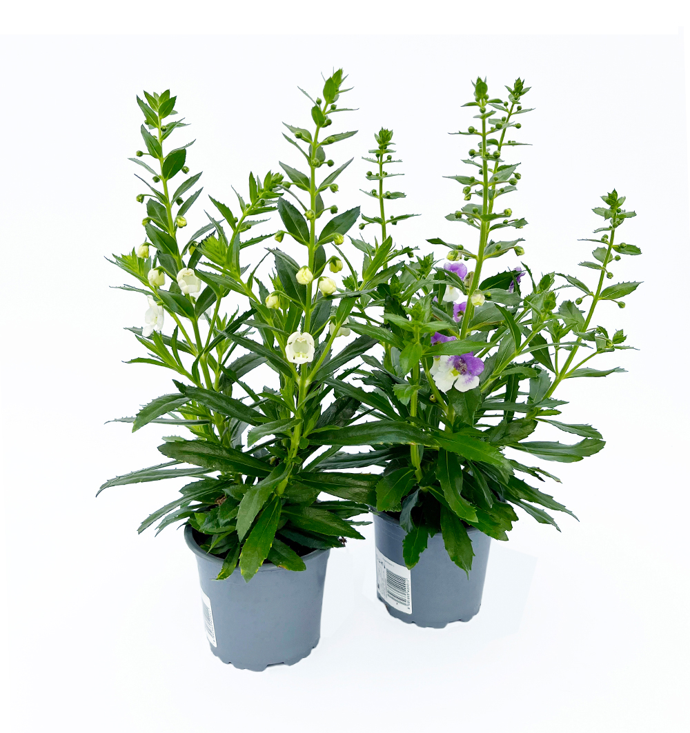 Angelonia k11