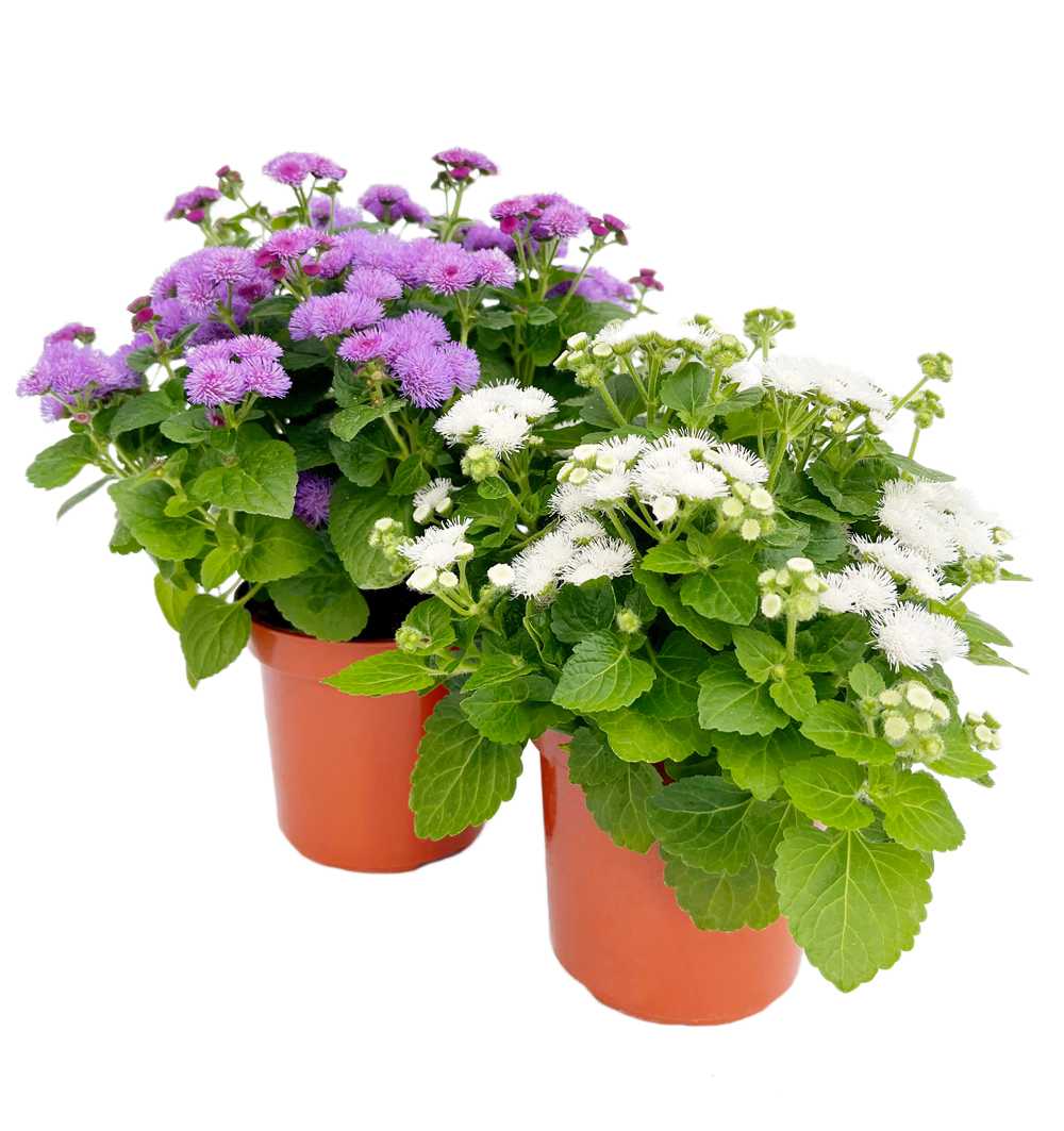 Ageratum k9