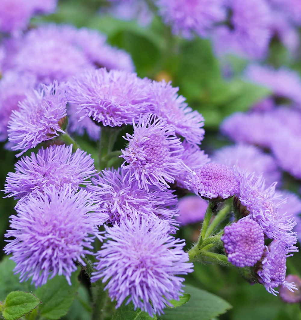 Ageratum k9