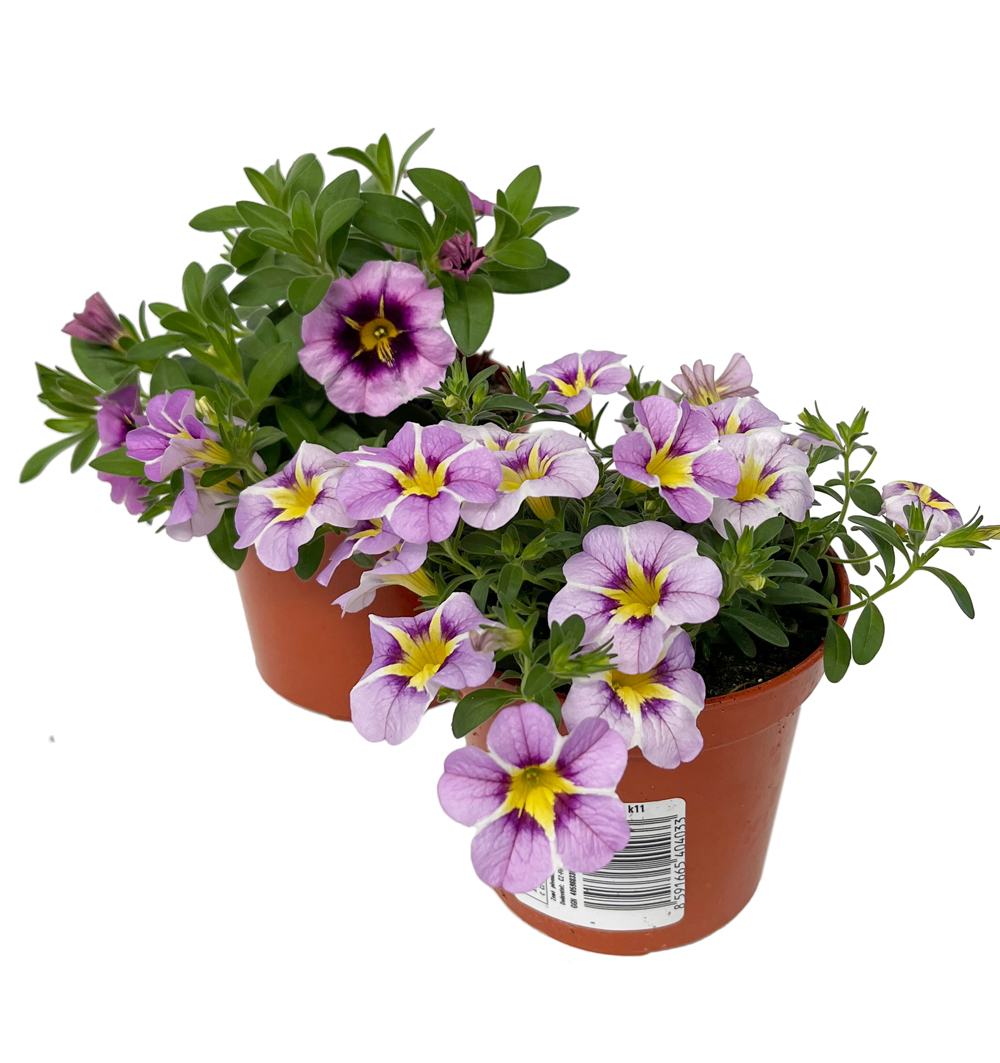 Calibrachoa s okem k11