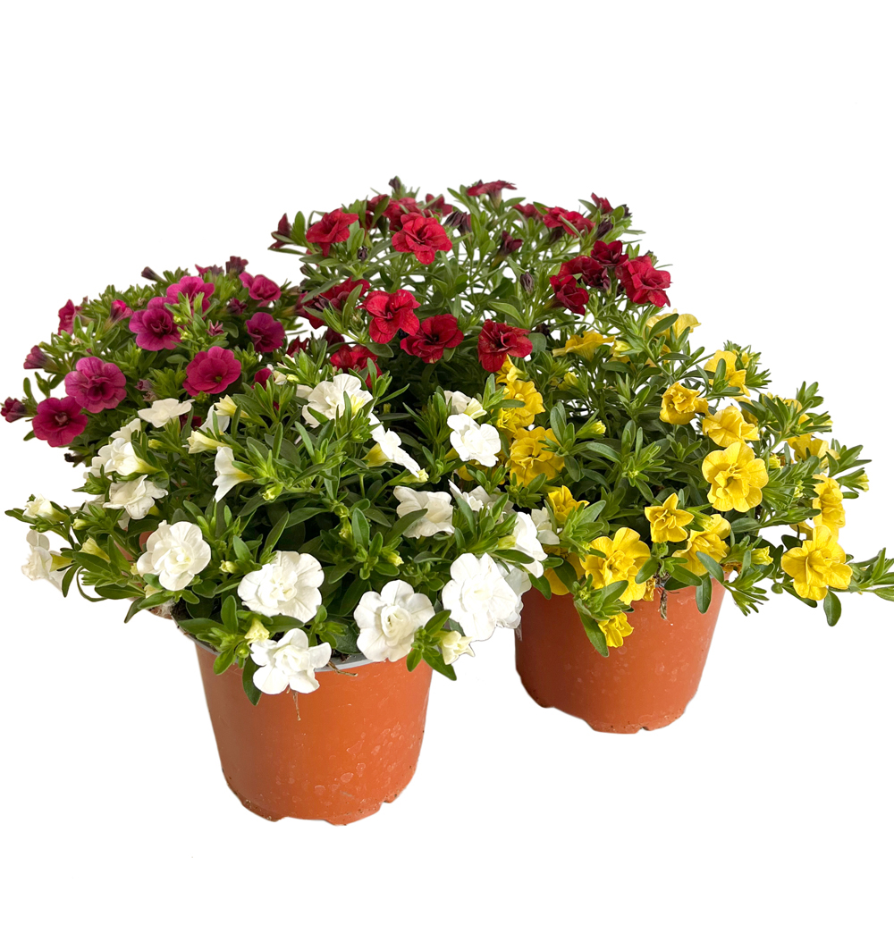 Calibrachoa Trio k14