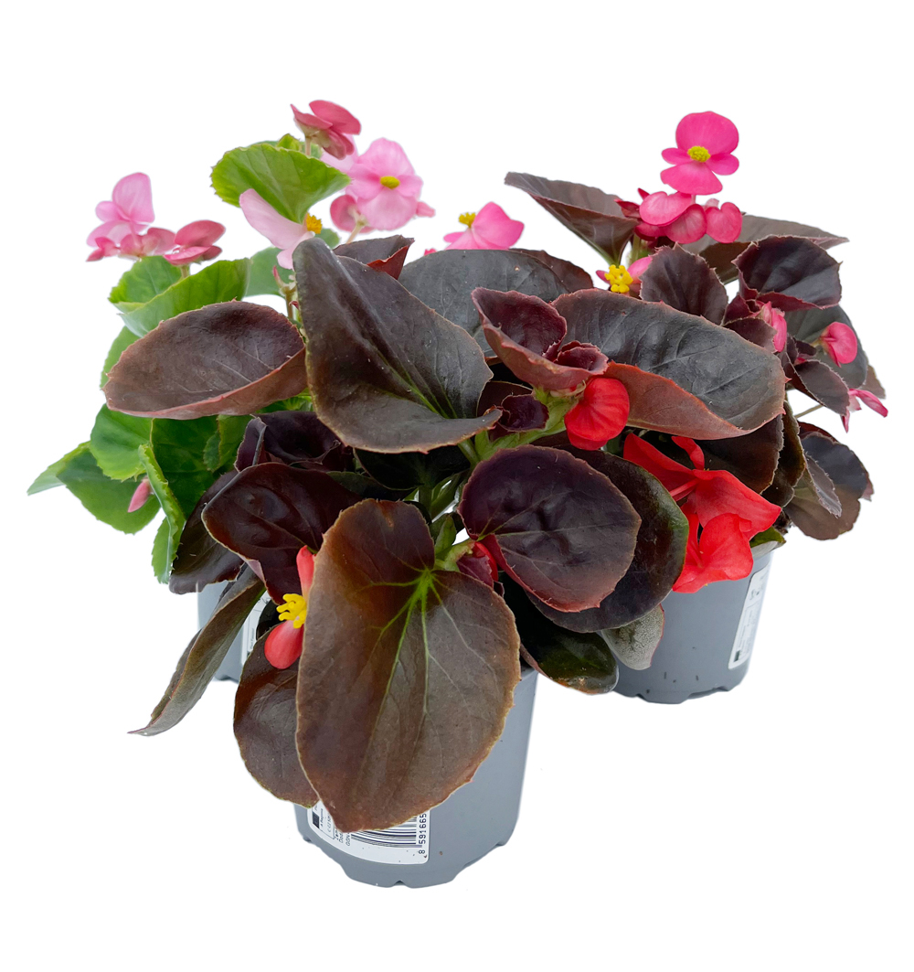 Begonia semperflorens k9