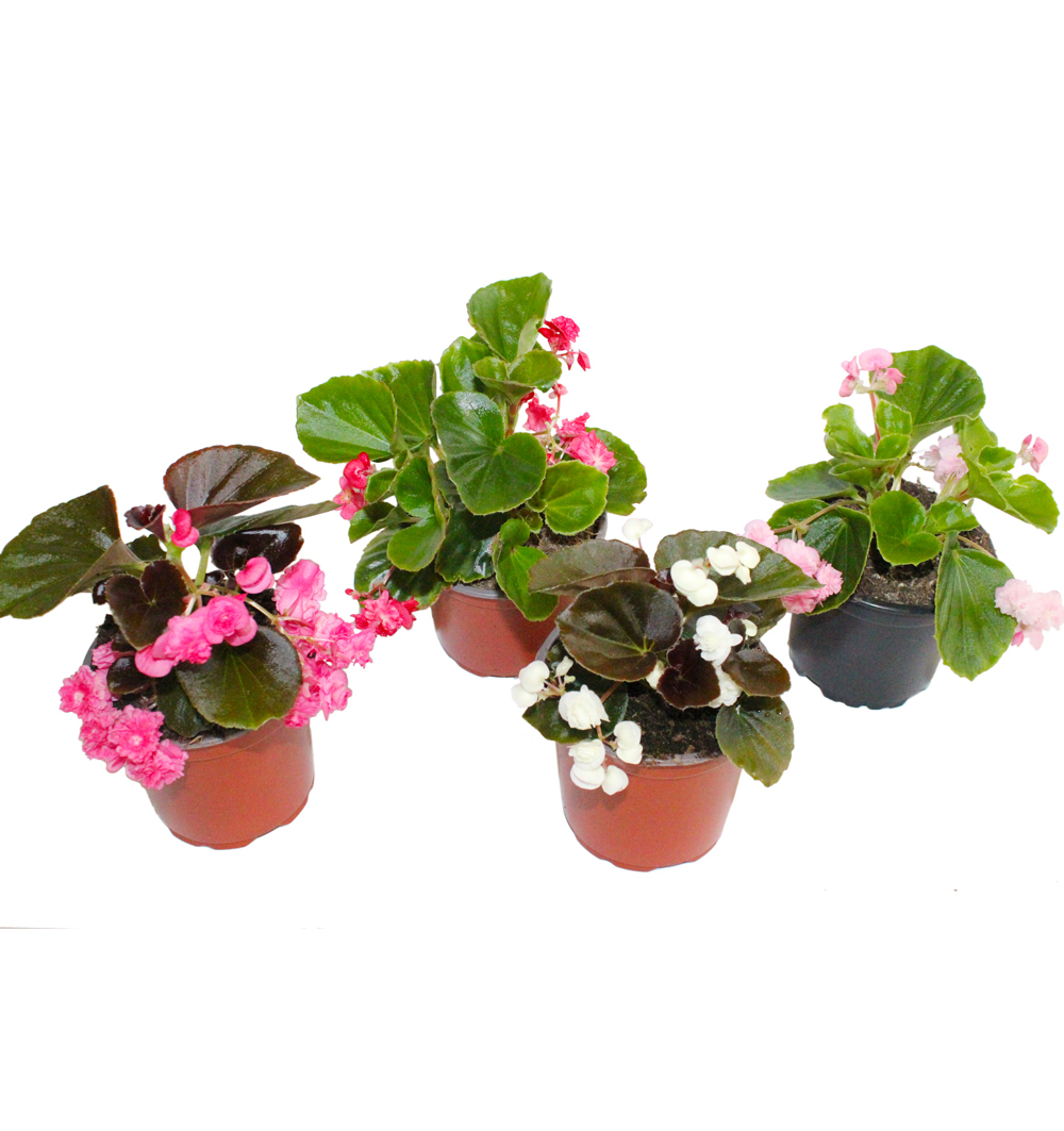 Begonia Doublet k10