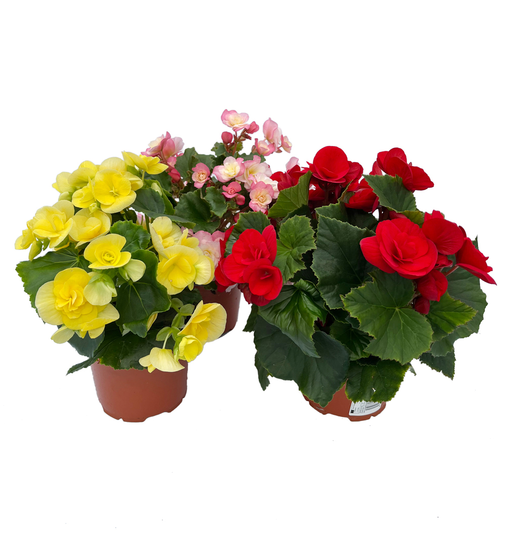 Begonia Solenia k13