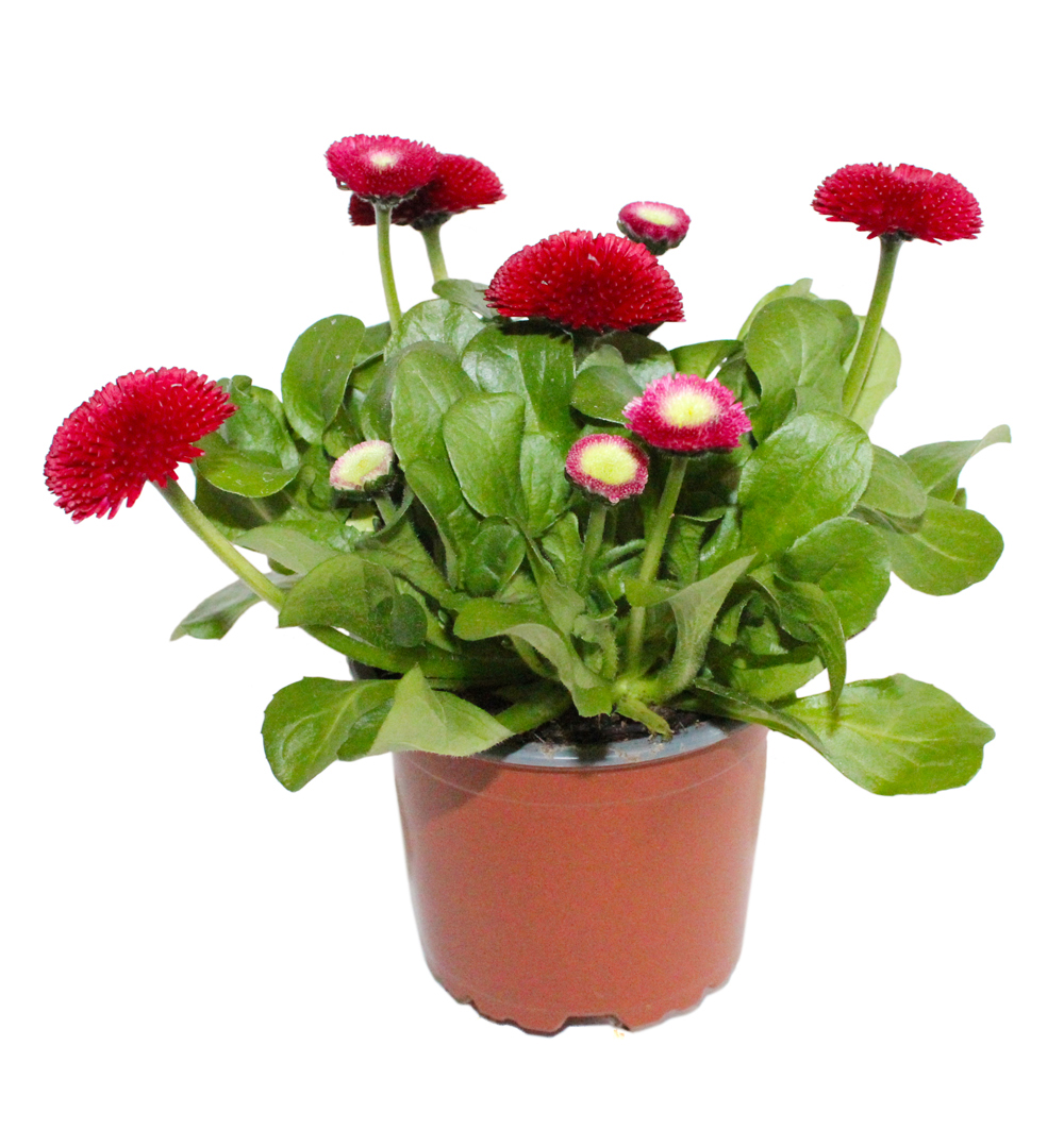 Bellis Tasso k11