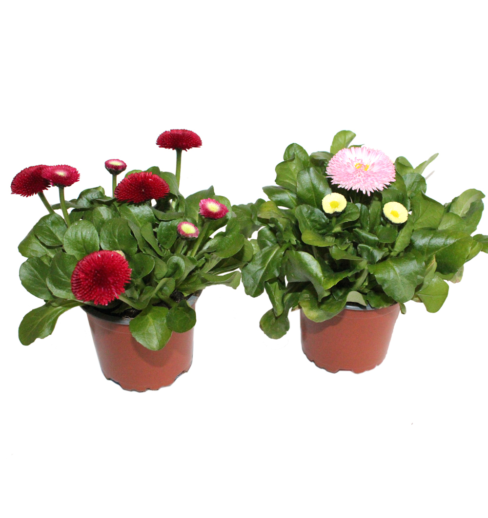 Bellis Tasso k11