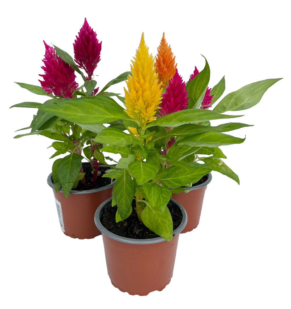 Celosia k9