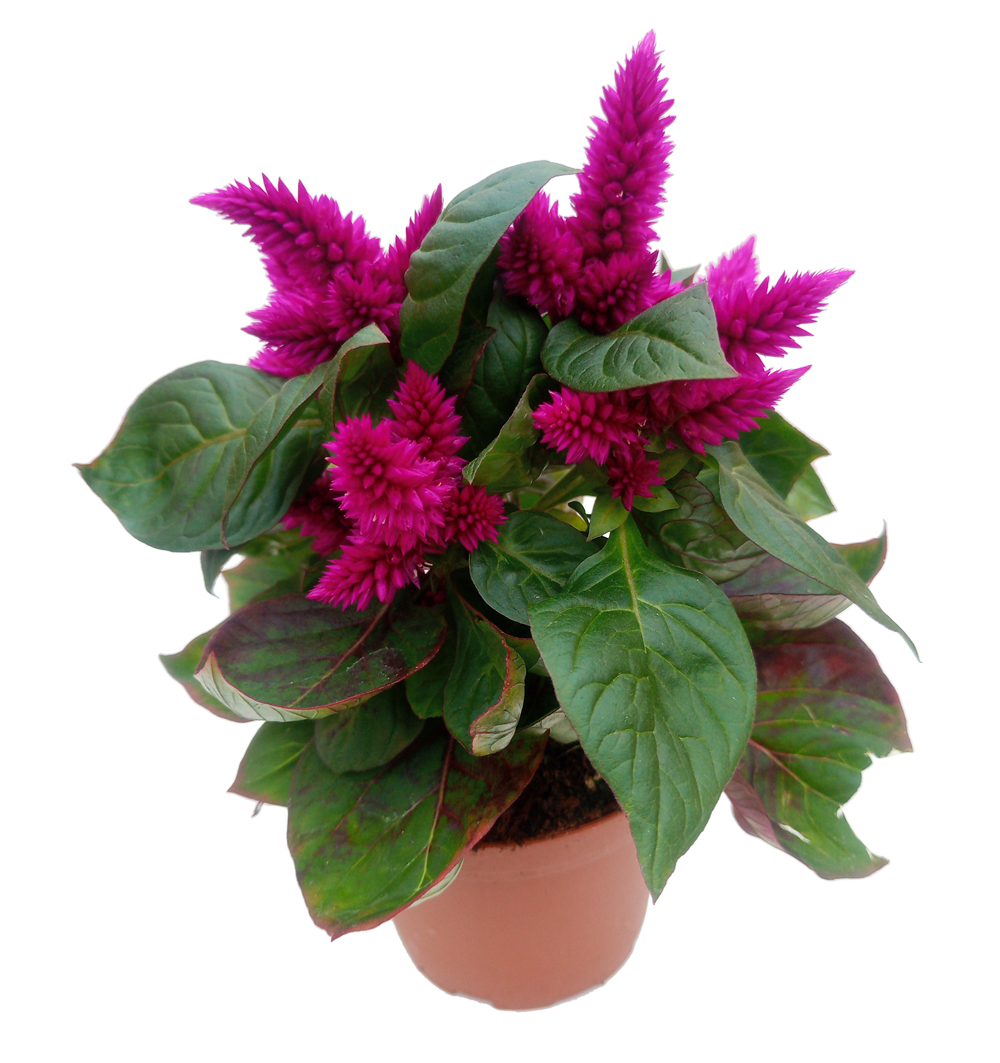 Celosia venezuela k14