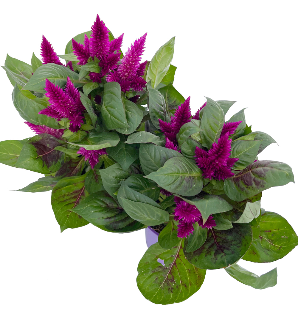 Celosia venezuela k10