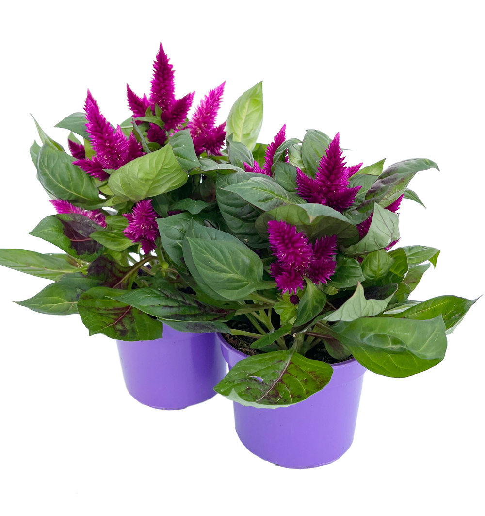 Celosia venezuela k10