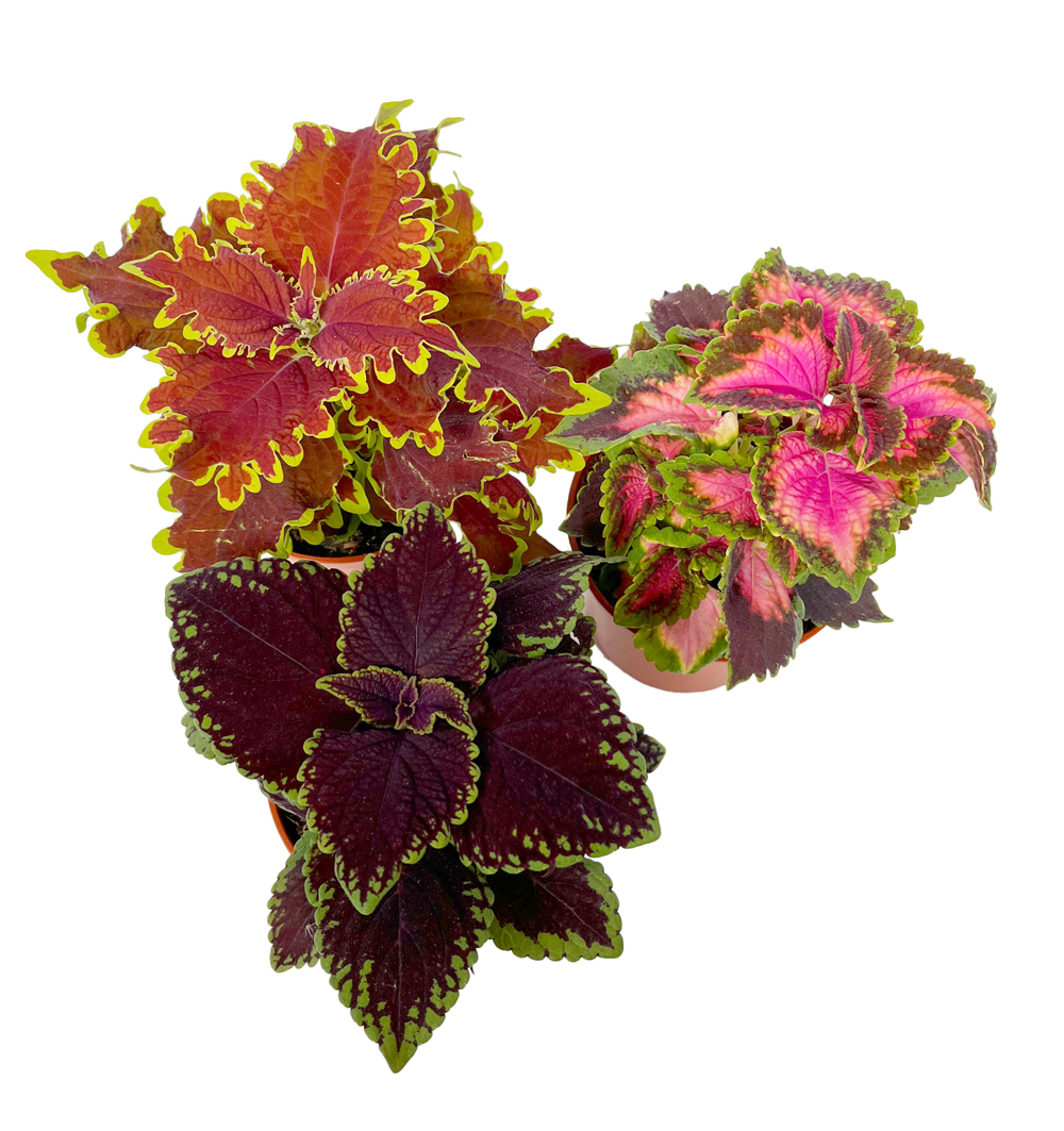 Coleus řízkovaný k11