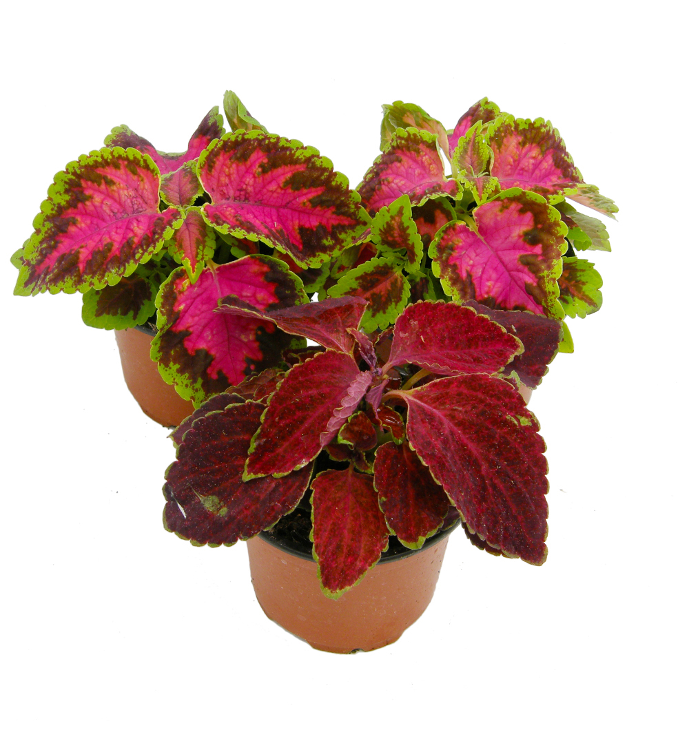 Coleus k9