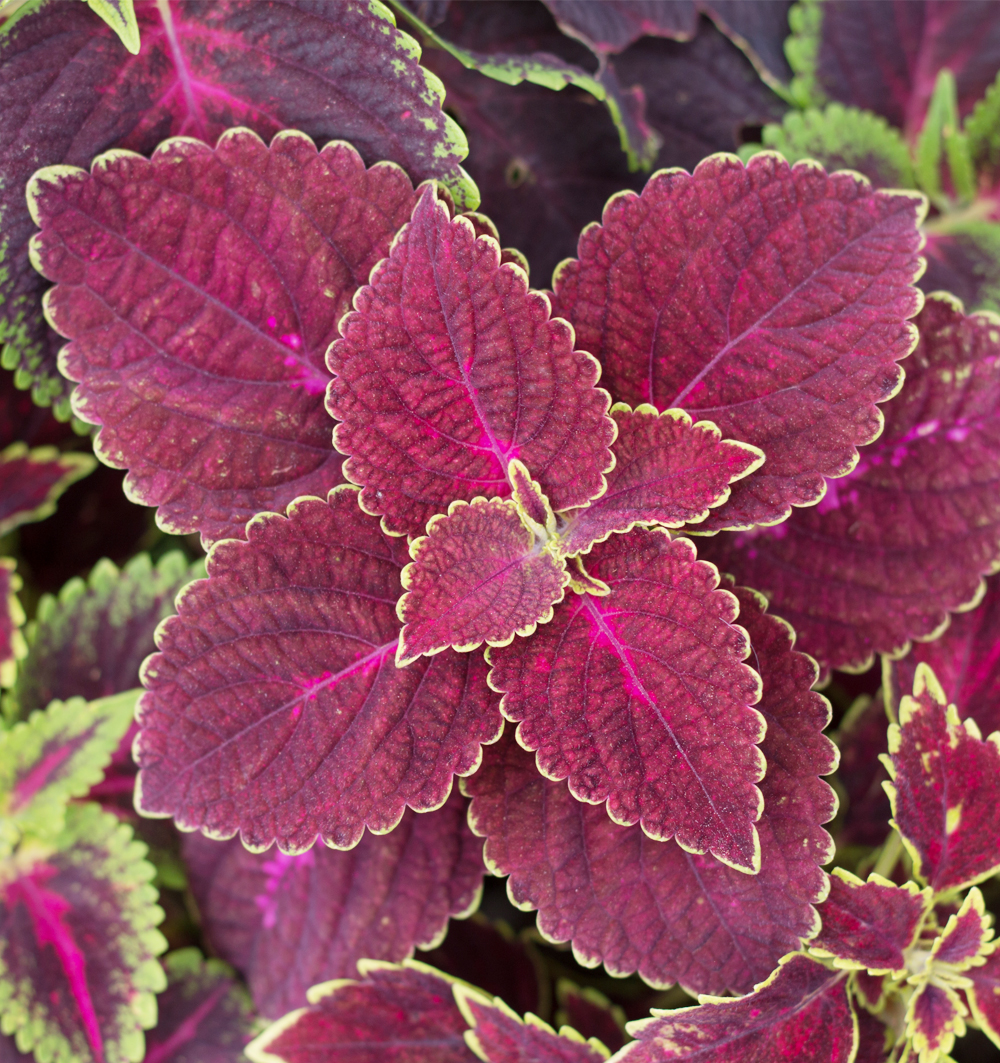 Coleus k9