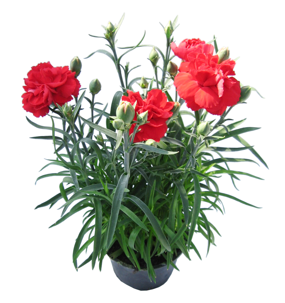 Dianthus caryophyllus podzim k11