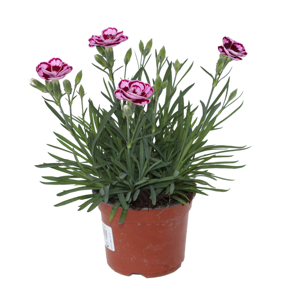 Dianthus Pink Kisses® k10,5