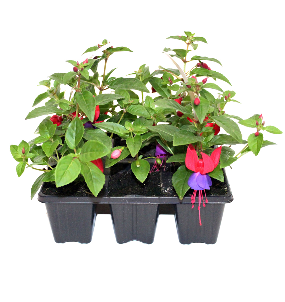 Fuchsia 6pack