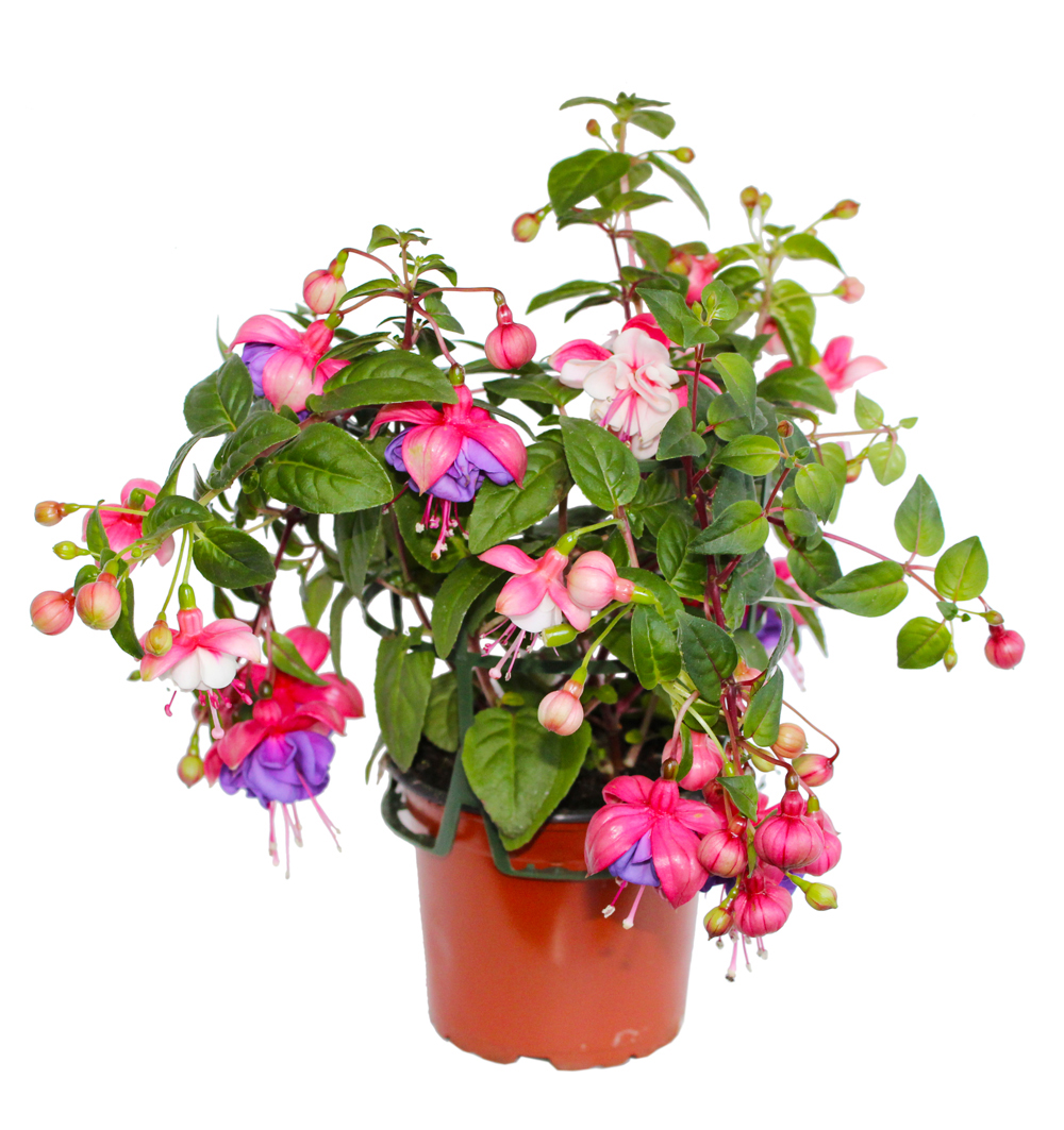 Fuchsia Duo převislá k12