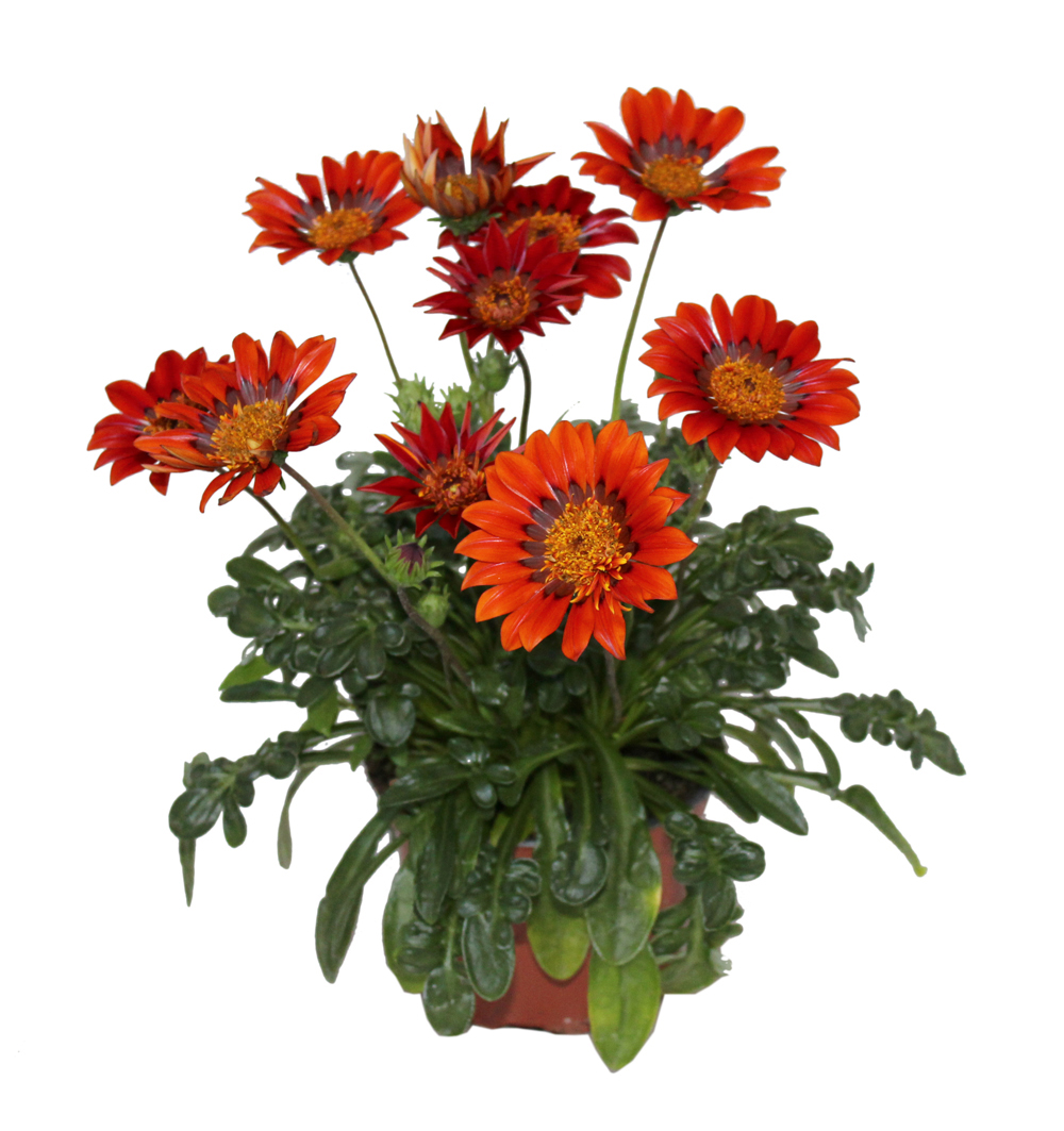 Gazania k10,5