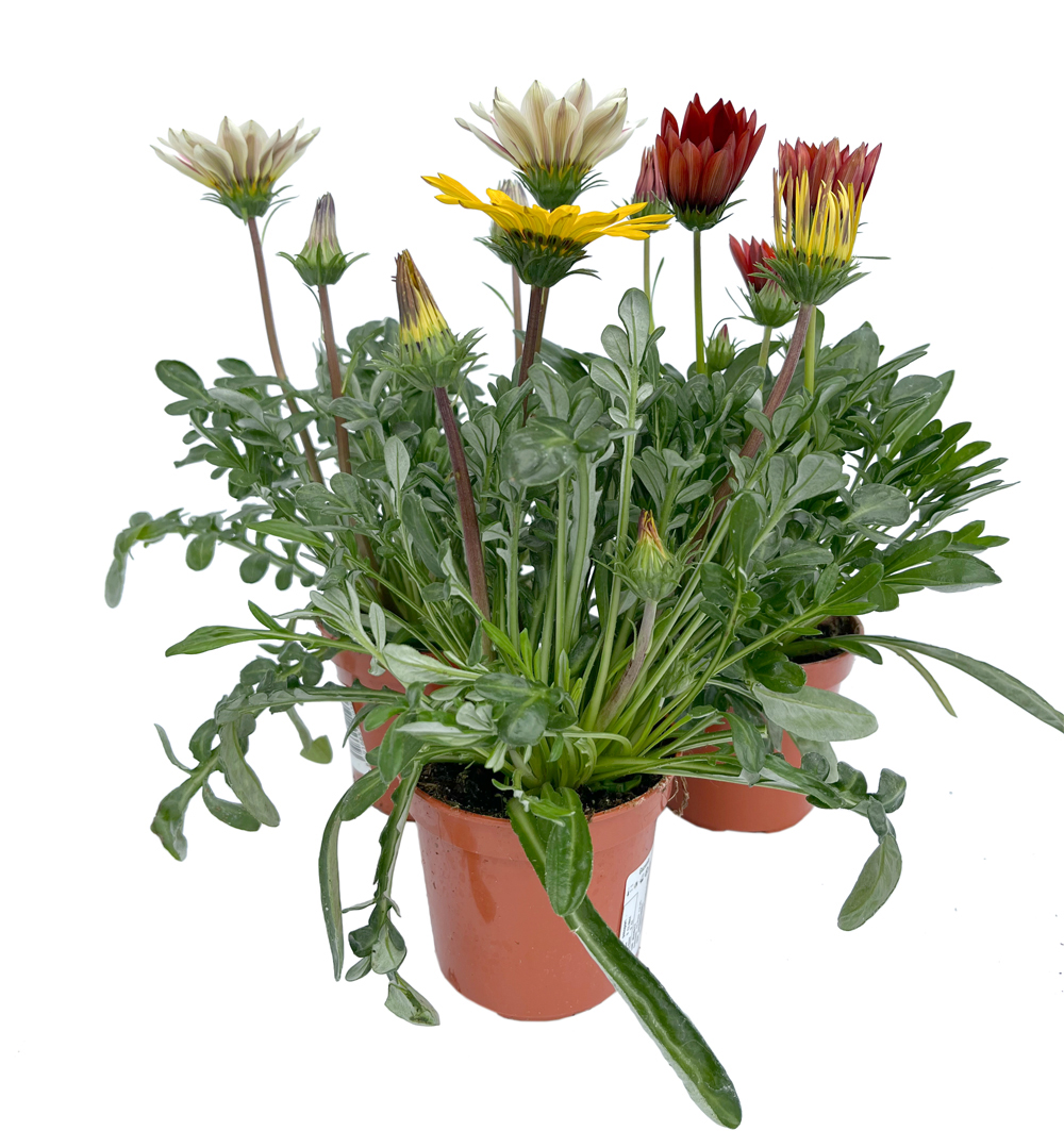 Gazania k10,5