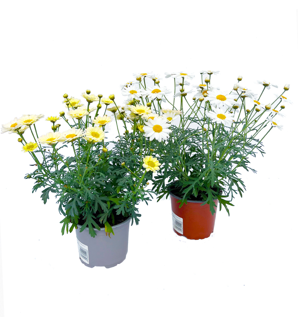 Argyranthemum Frutescens, cv. k12