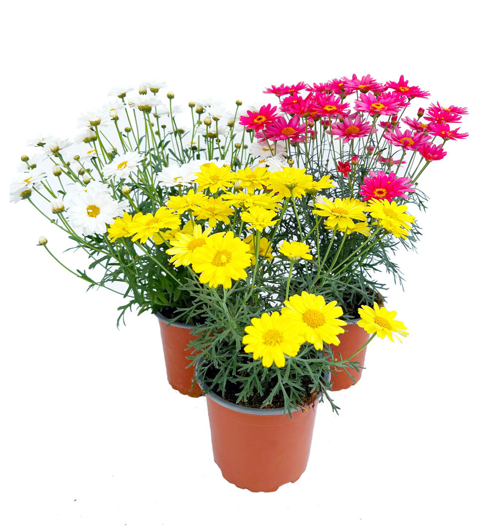 Argyranthemum Frutescens, cv. k12