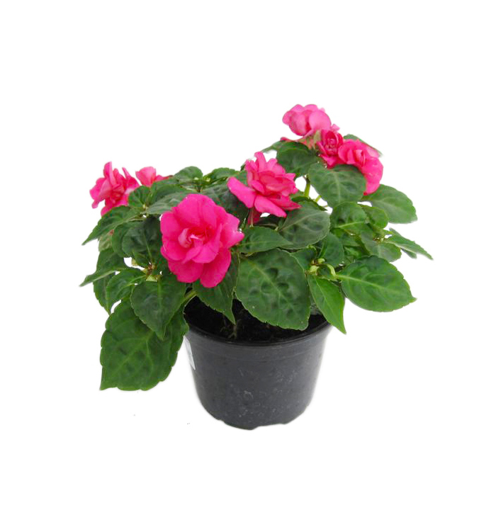 Impatiens walleriana plnokvětá k11