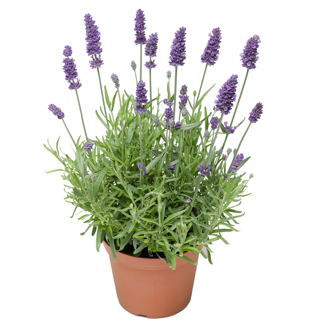 Lavandula angustifolia k11