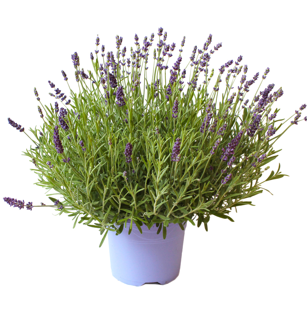 Lavandula angustifolia k17