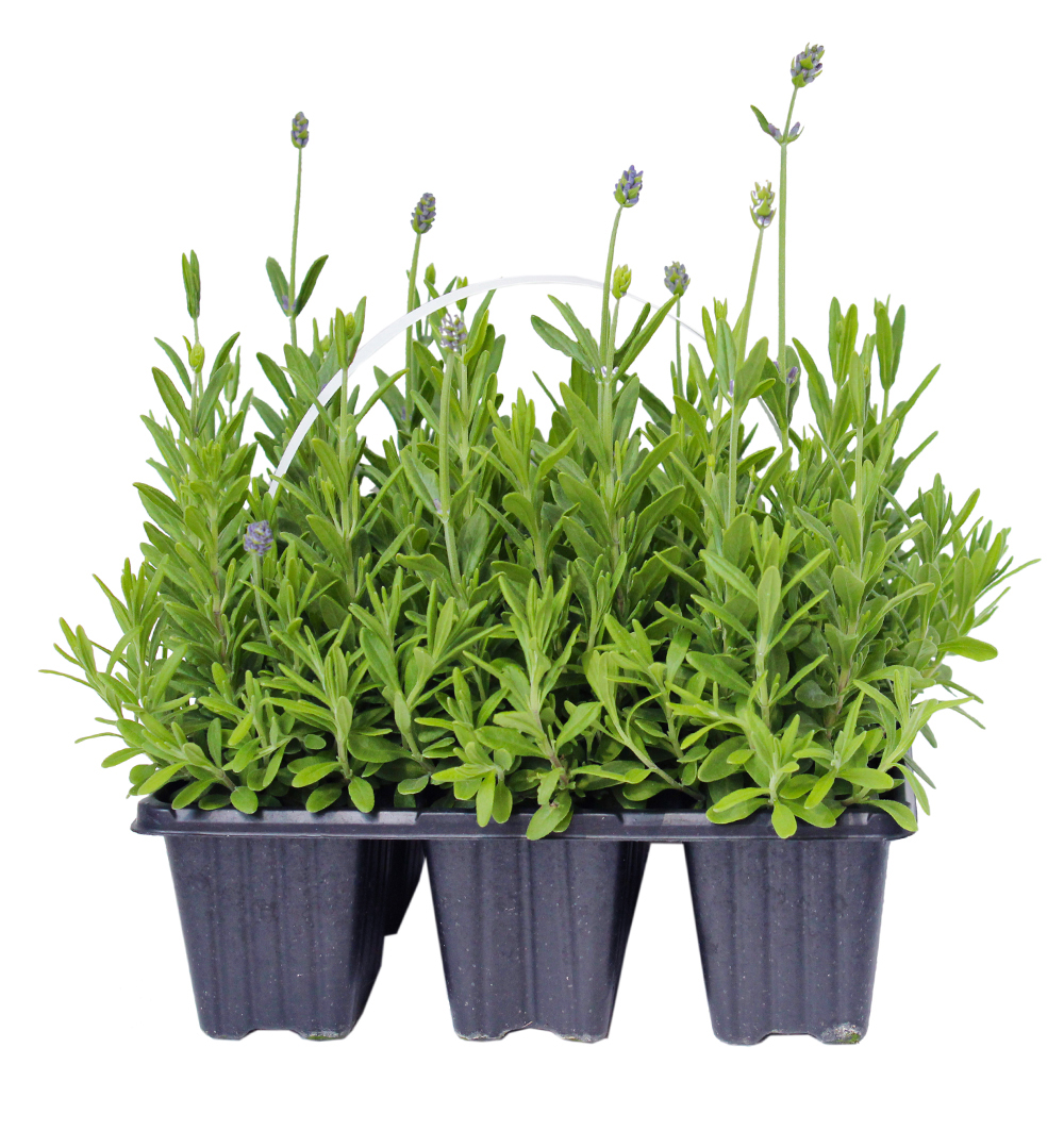 Lavandula 6pack