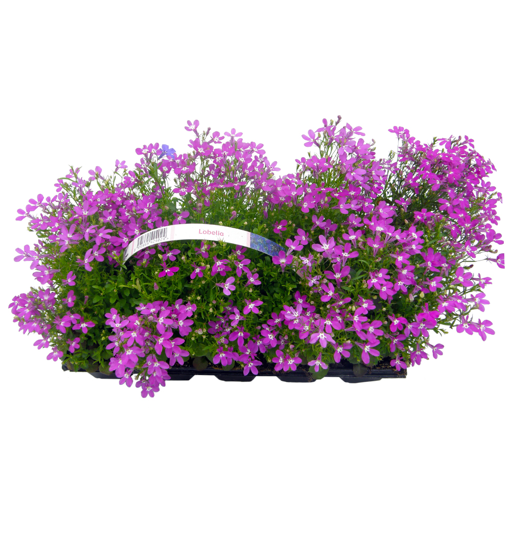 Lobelia 10pack