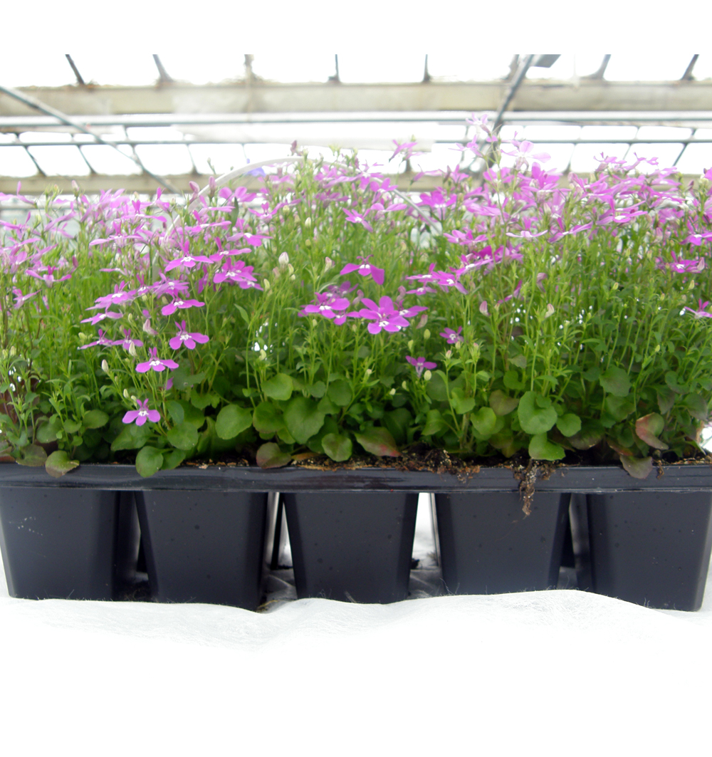 Lobelia 10pack