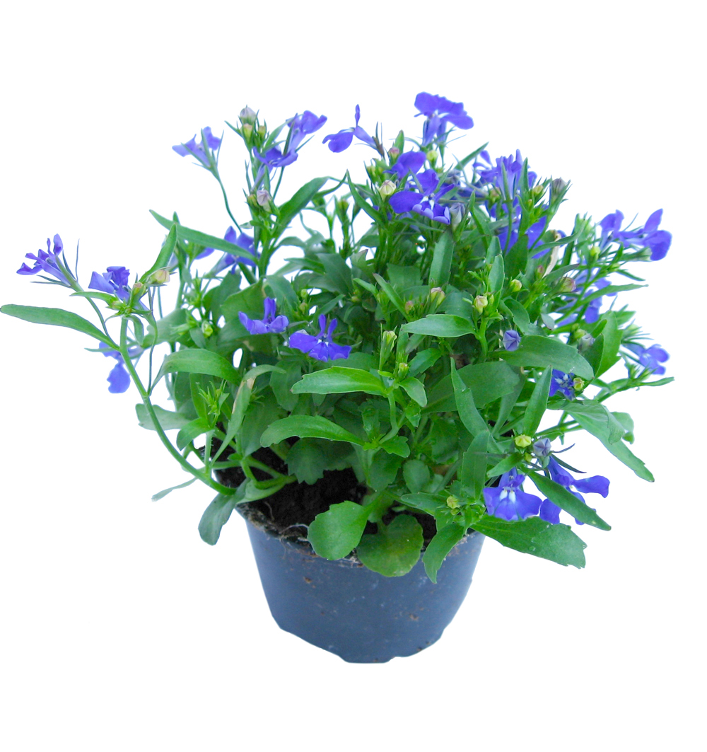 Lobelia erinus Compacta k9