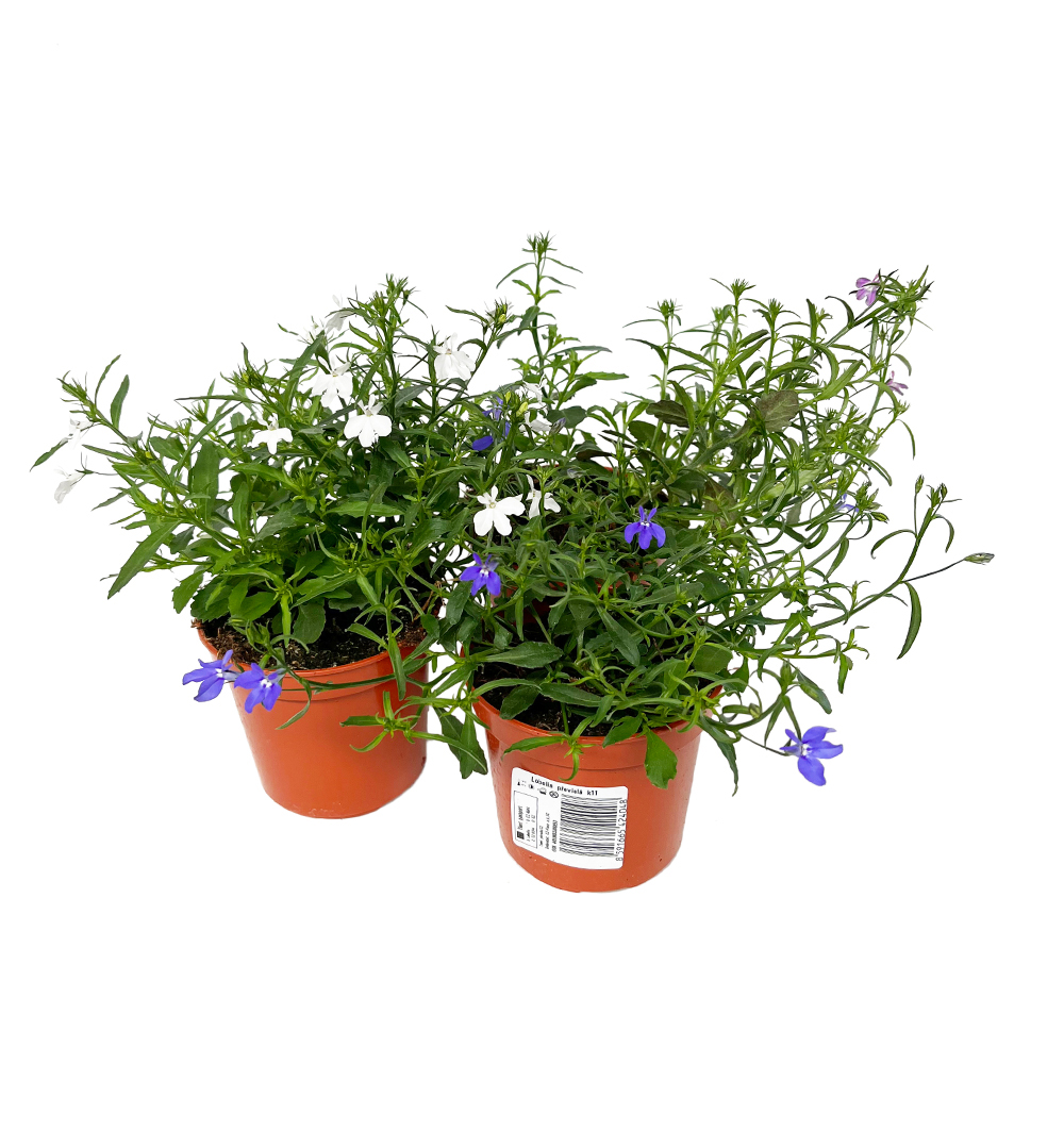 Lobelia převislá k11