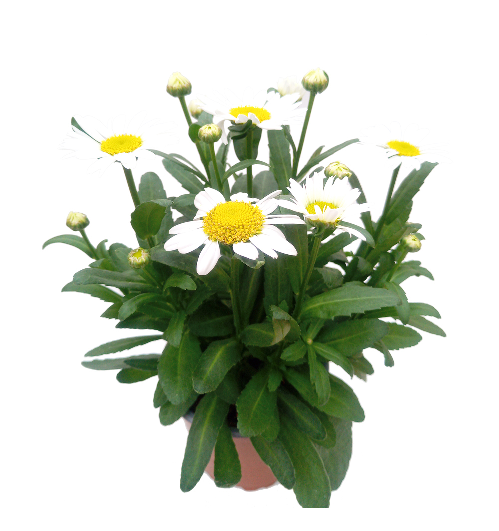 Leucanthemum maximum k11