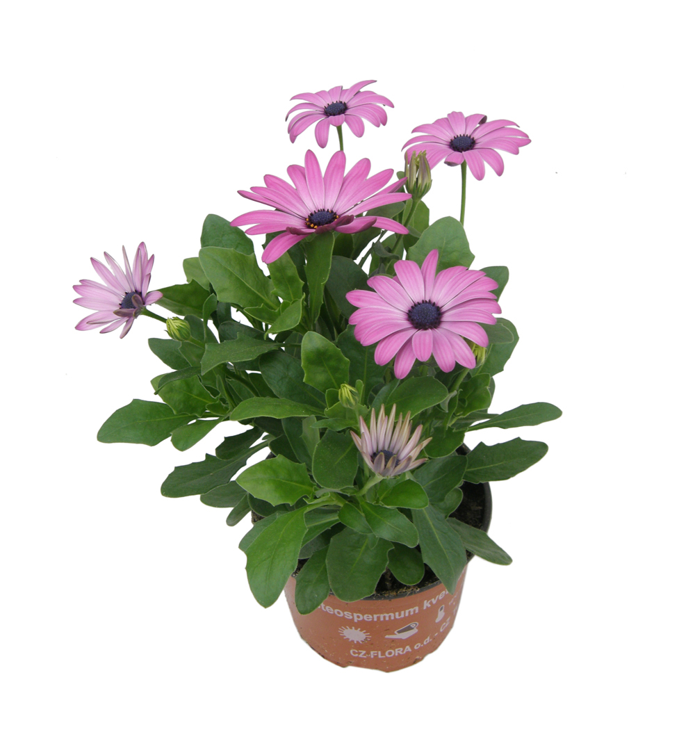 Osteospermum mix spektrum k11