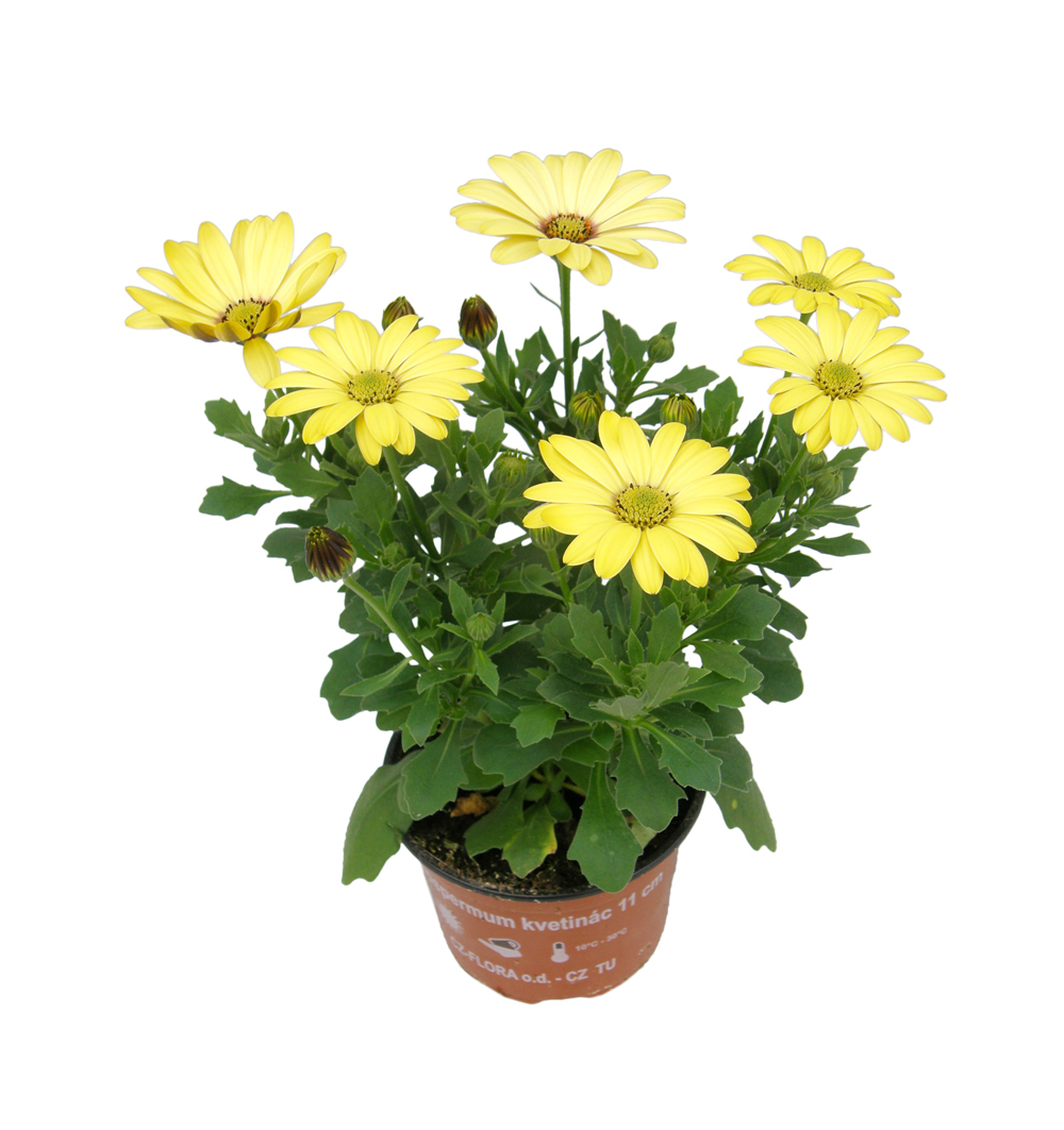 Osteospermum mix spektrum k11