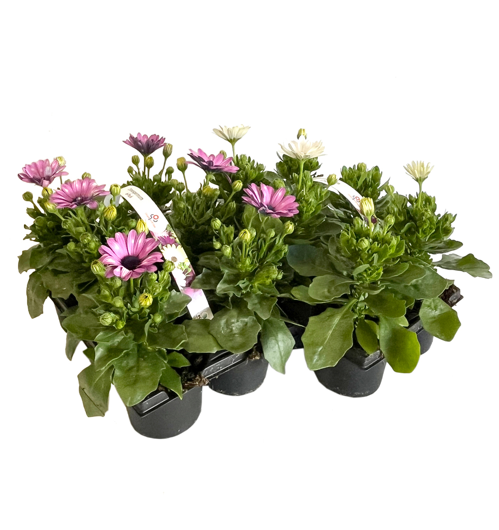 Osteospermum 6pack