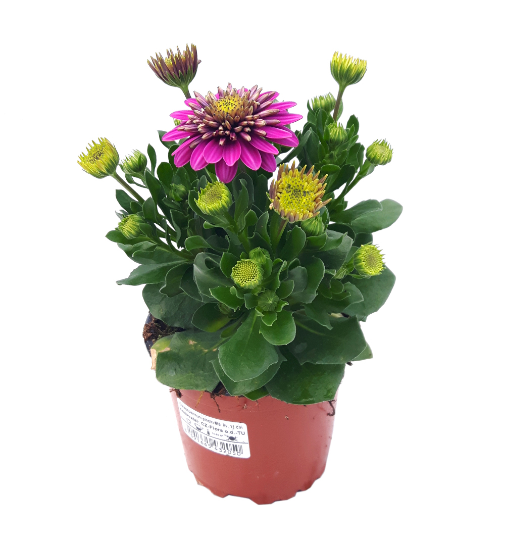 Osteospermum plnokvěté k11