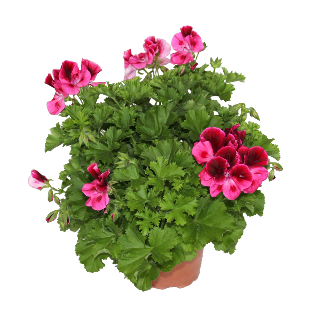 Pelargonium grandiflorum k12